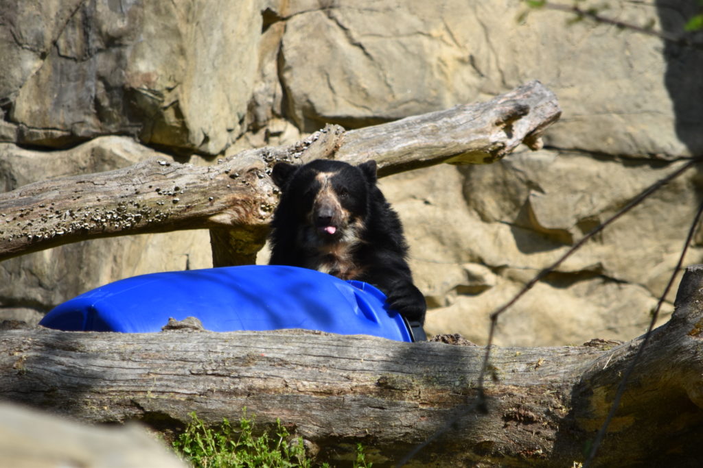 bear at national zoo
